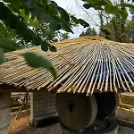 Curatola